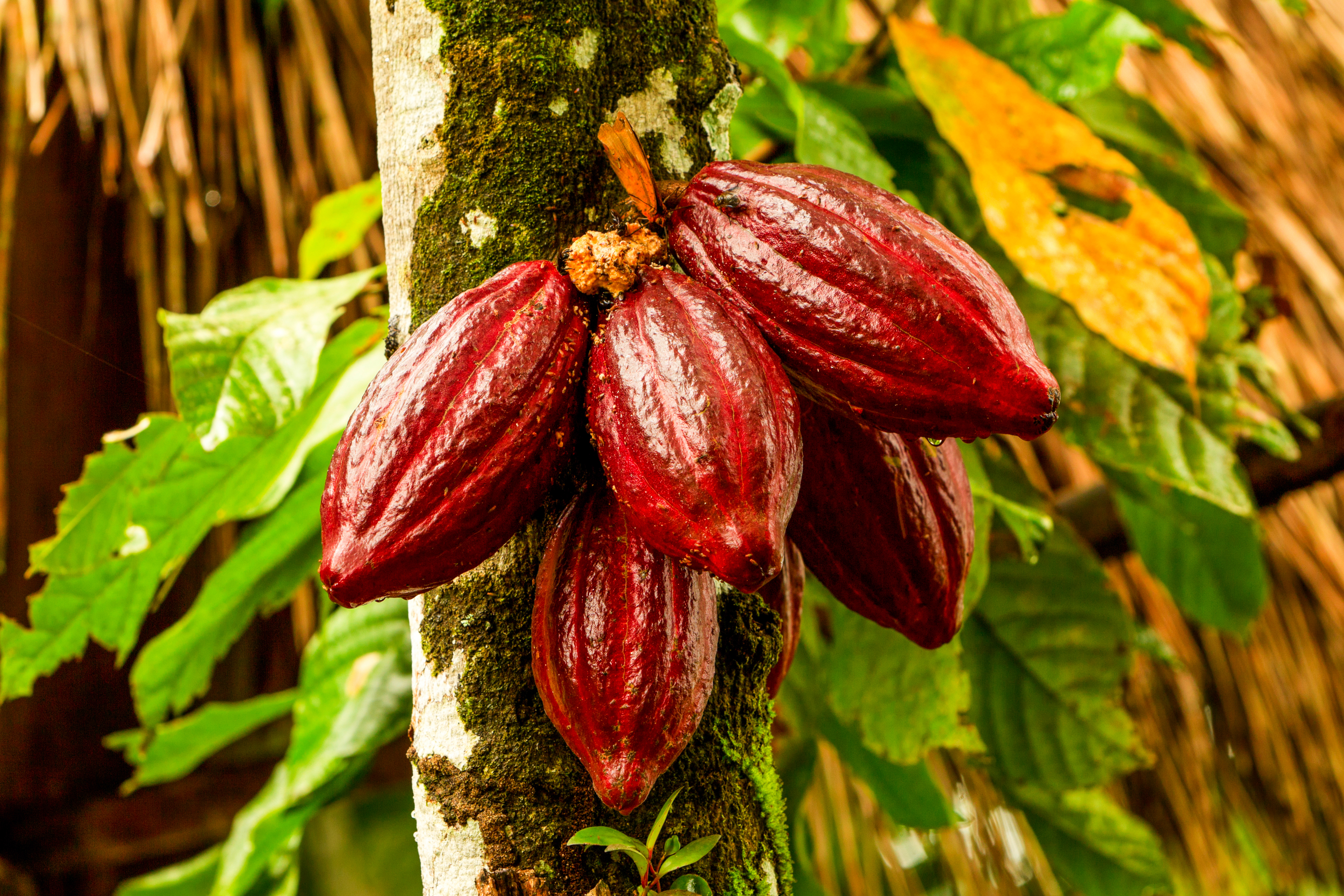 11-03_cacao©shutterstock_1669471420