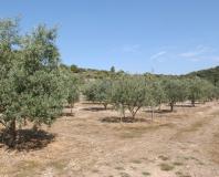 Pignan - champ d'olivier