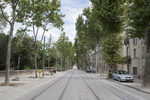 Platanes boulevard Henri iv